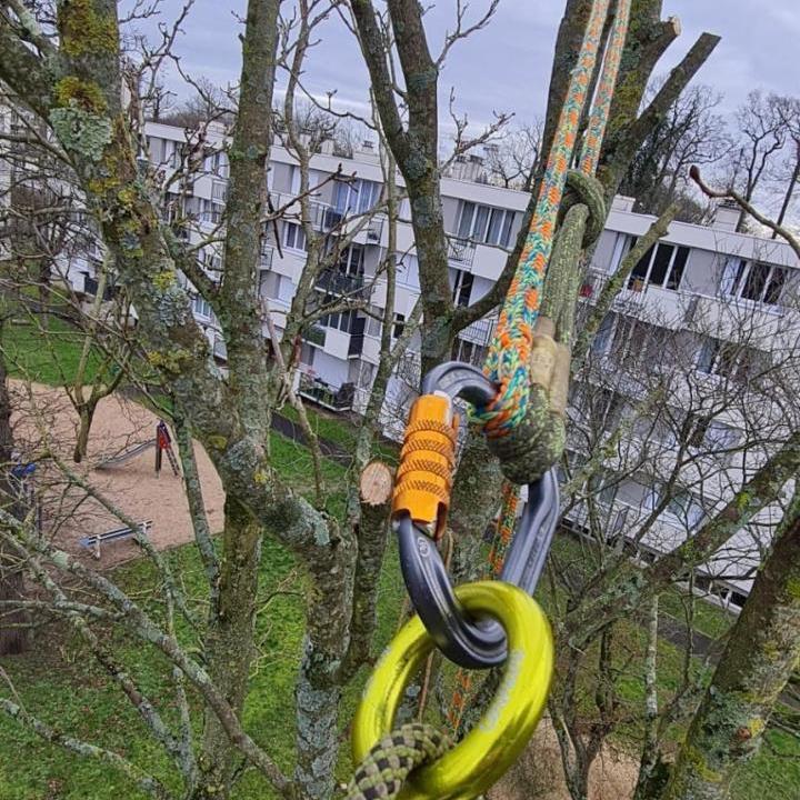 Élagage Champs-sur-Marne
