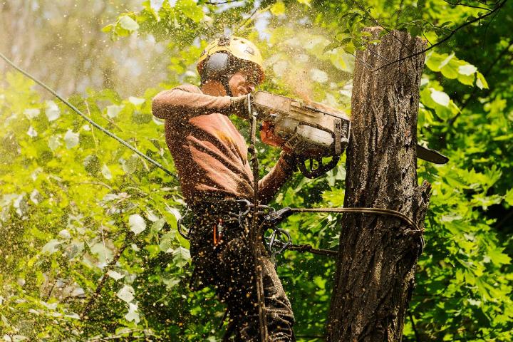 Nos élagueurs disposent des compétences techniques nécessaires pour tailler vos arbres.